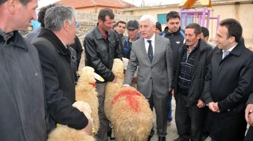 Karaman&rsquo;da &Uuml;reticilere Damızlık Ko&ccedil; Dağıtıldı