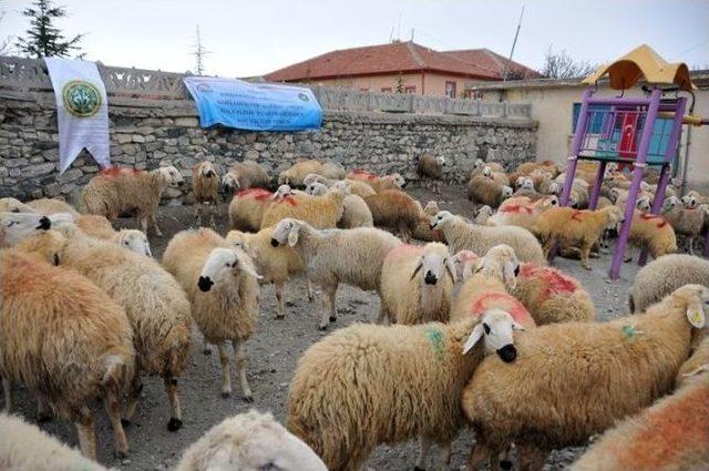 Karaman’da Üreticilere Damızlık Koç Dağıtıldı