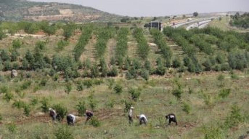 Gaziantep, İşkur İle Ağa&ccedil;lanacak