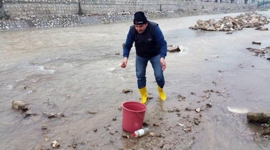 Asar Deresindeki &Ouml;l&uuml; Balıklar Vatandaşları Tedirgin Etti