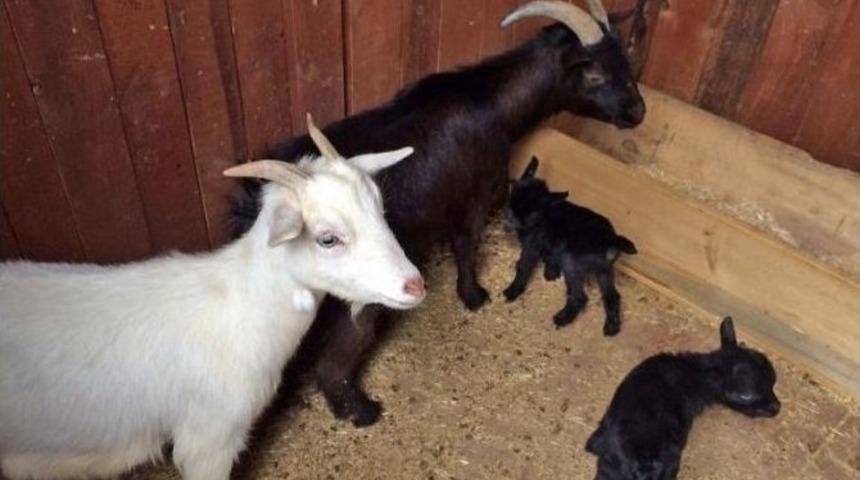 Hayvanat Bah&ccedil;esi&rsquo;nde Yavru Ke&ccedil;i Sevinci