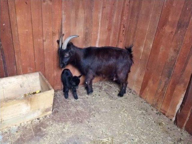 Hayvanat Bah&ccedil;esi&rsquo;nde Yavru Ke&ccedil;i Sevinci 1