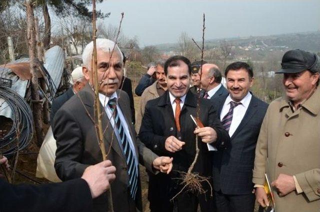 Tarım Müdürlüğünden Fidan Dağıtımı