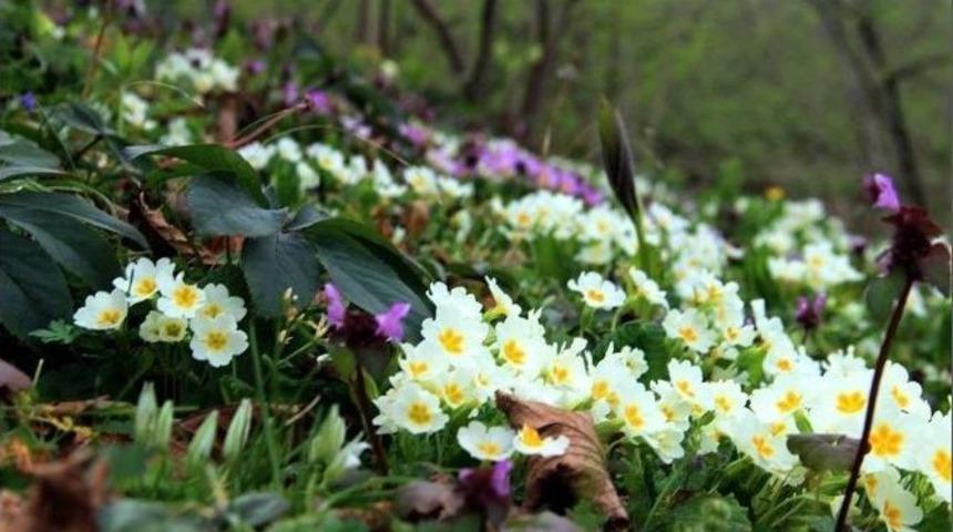 Fındık Bah&ccedil;eleri Rengarenk