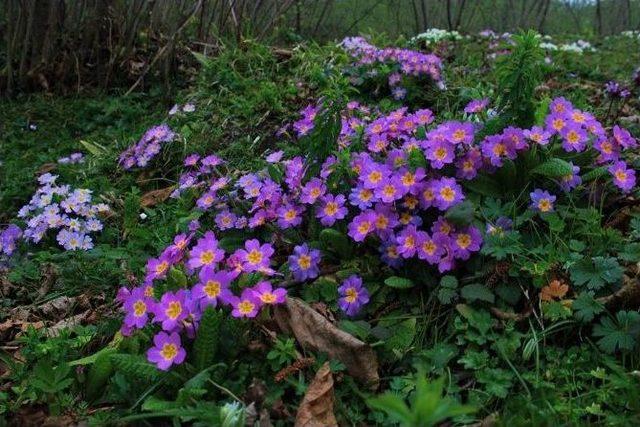 Fındık Bah&ccedil;eleri Rengarenk 1