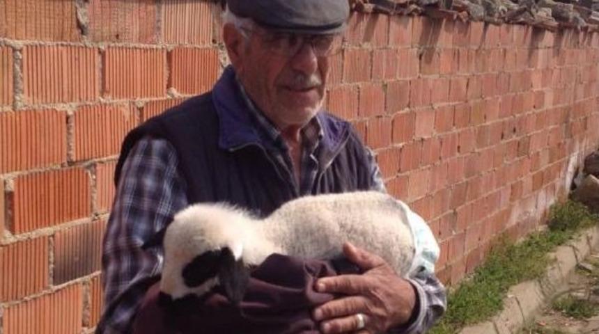 Evinde Biberonla Beslediği Kuzusuna Bebek Bezi Bağladı