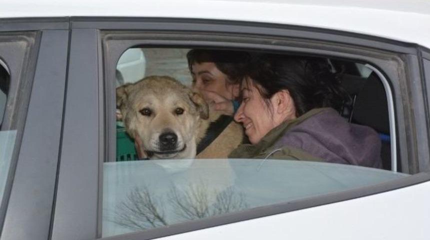 Bitlis’teki Yaralı Köpeği Alman Aile Sahiplendi