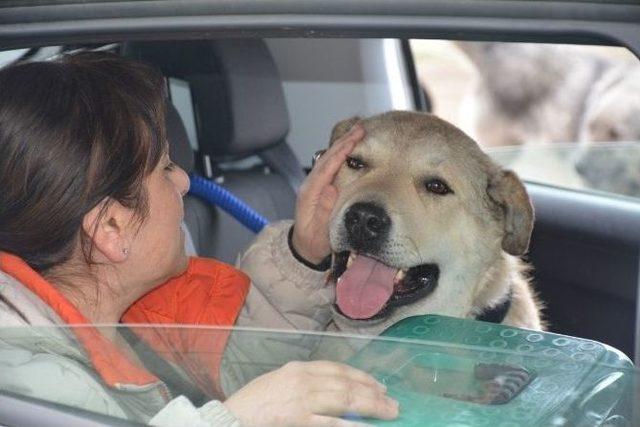 Bitlis’teki Yaralı Köpeği Alman Aile Sahiplendi 1