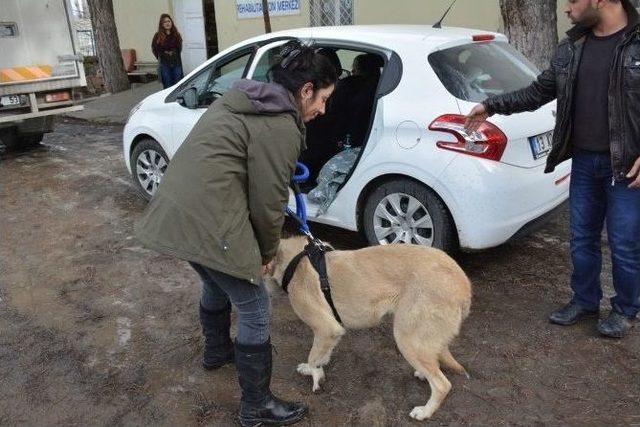 Bitlis’teki Yaralı Köpeği Alman Aile Sahiplendi 2