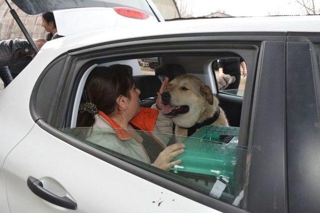 Bitlis’teki Yaralı Köpeği Alman Aile Sahiplendi 3
