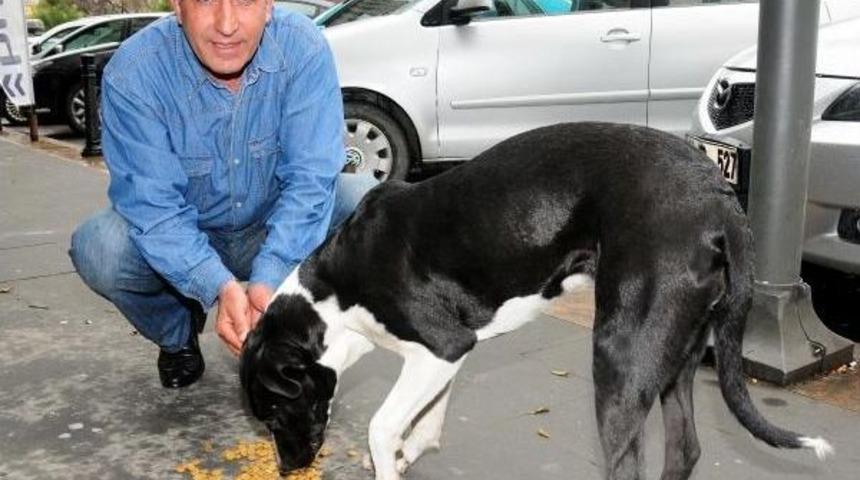 &Ccedil;&ouml;pler Yer Altına Indi, Sokak Hayvanları A&ccedil; Kaldı