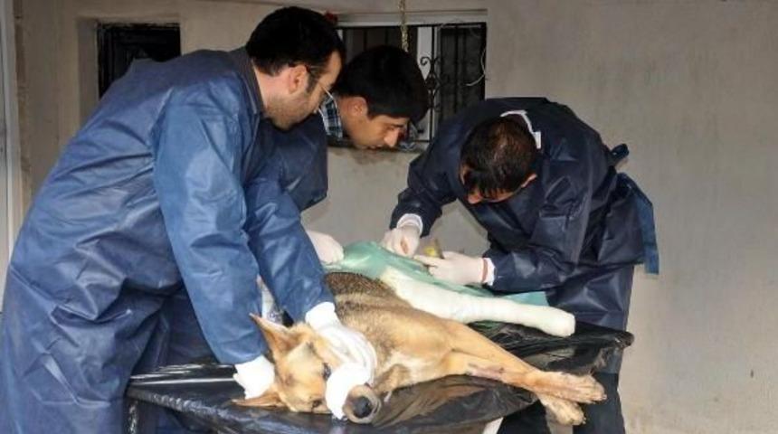 Yaralı K&ouml;pek 3 Saatlik Ameliyatın Ardından Sağlığına Kavuştu