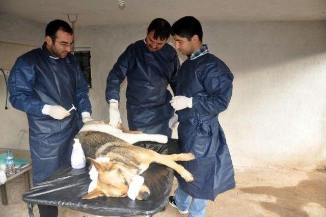 Yaralı K&ouml;pek 3 Saatlik Ameliyatın Ardından Sağlığına Kavuştu 1