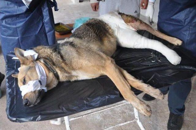 Yaralı K&ouml;pek 3 Saatlik Ameliyatın Ardından Sağlığına Kavuştu 2