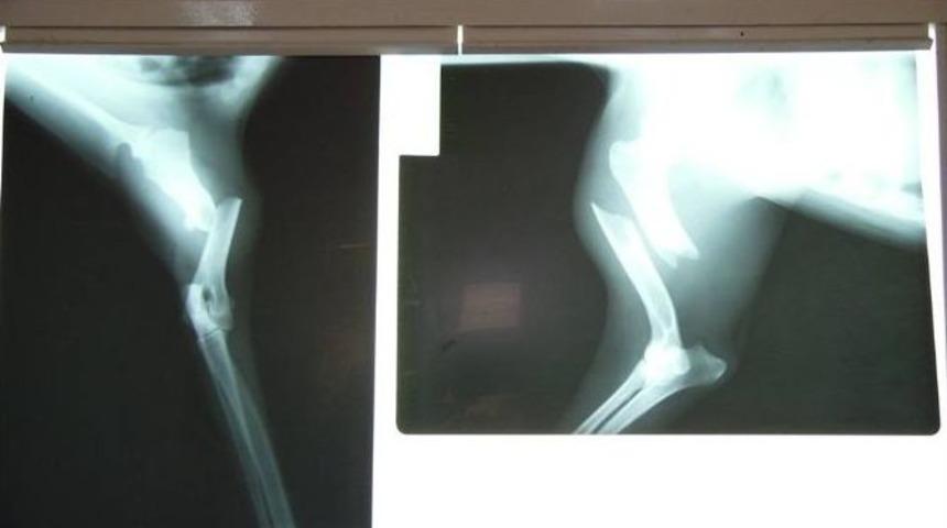 Otomobilin Ezdiği K&ouml;pek Vatandaşlar Sayesinde Hayata Tutundu