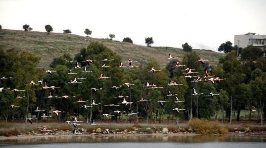 G&ouml;&ccedil;men Kuşlar Aliağa&rsquo;ya Veda Ediyor