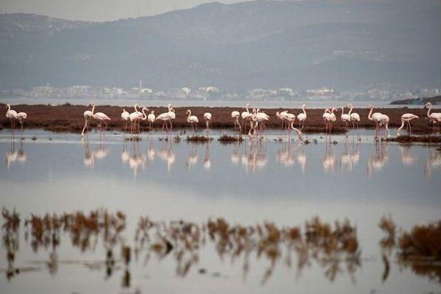 G&ouml;&ccedil;men Kuşlar Aliağa&rsquo;ya Veda Ediyor 1