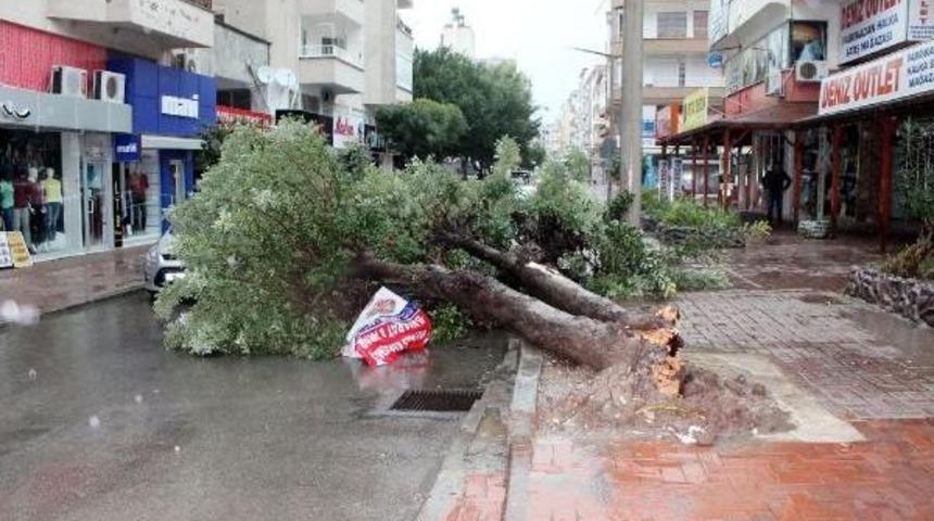 Şiddetli R&uuml;zgar Ağacı Devirdi