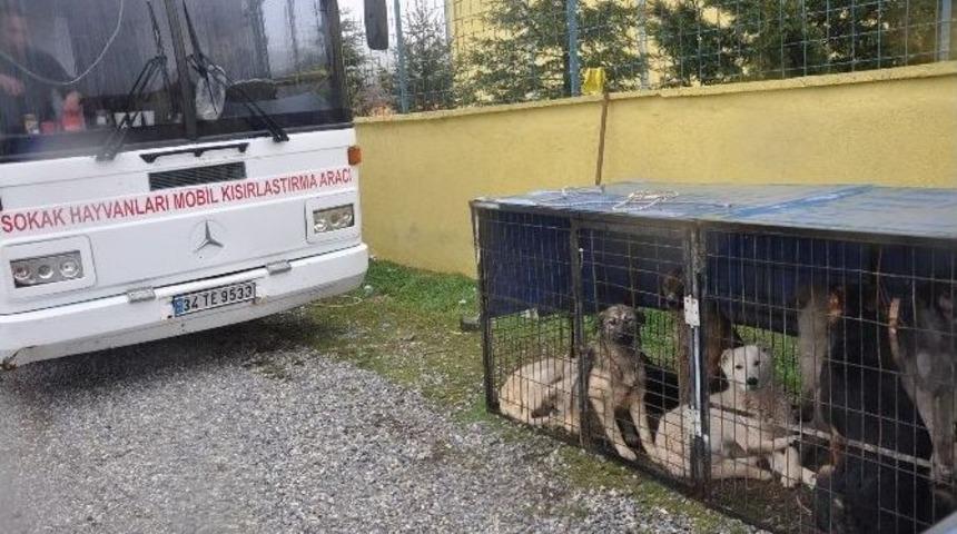 Sandıklı Belediyesinden Sokak Hayvanlarını Kısırlaştırma &Ccedil;alışması
