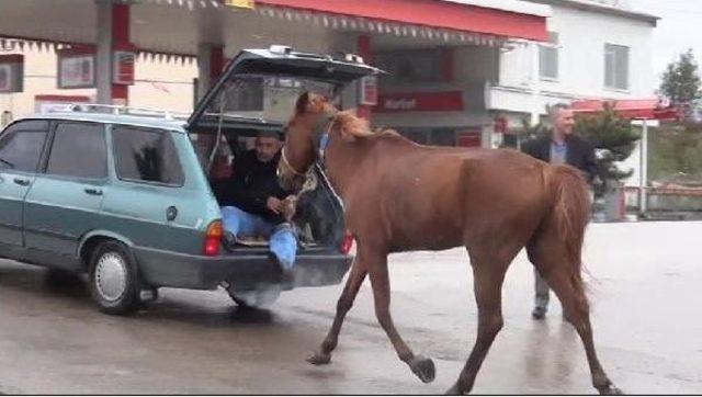 Atını Böyle Sürükledi