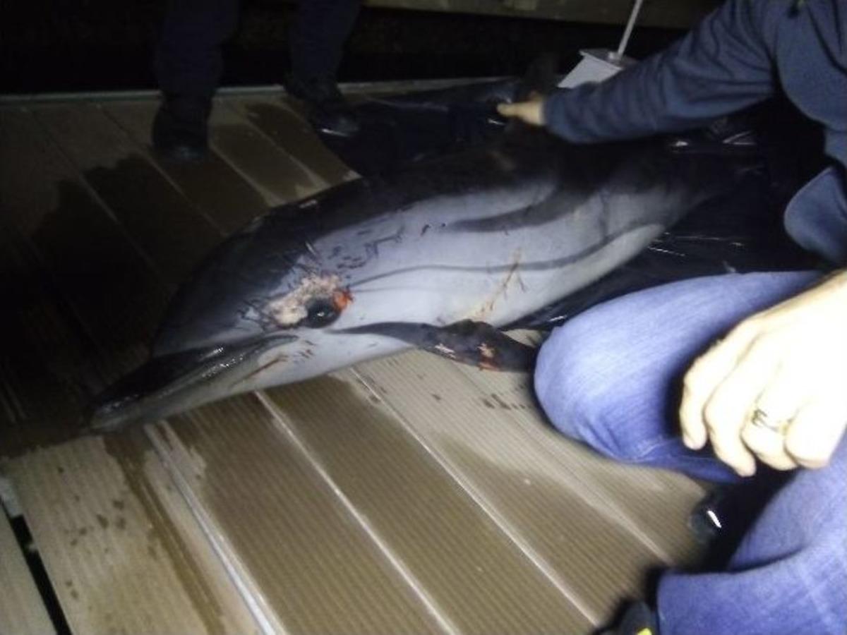 İzmir&rsquo;de &Ouml;l&uuml; Yunus Kıyıya Vurdu