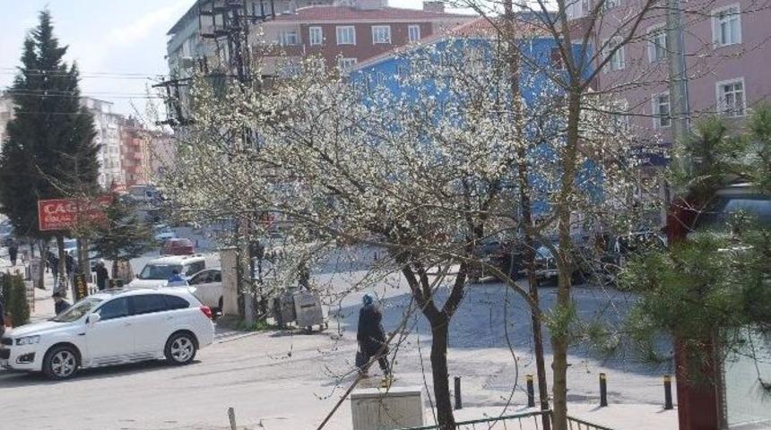 &Ccedil;erkezk&ouml;y&rsquo;de Meyve Ağa&ccedil;ları &Ccedil;i&ccedil;ek A&ccedil;tı