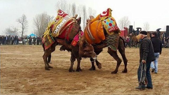 Kalkım’da Üçretsiz Deve Güreşi Düzenlendi