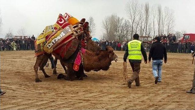 Kalkım’da Üçretsiz Deve Güreşi Düzenlendi