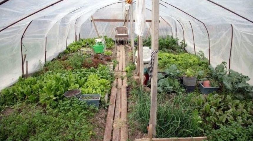 Vatandaşlar Kendi Sebze Ve Meyvelerini Yetiştiriyorlar