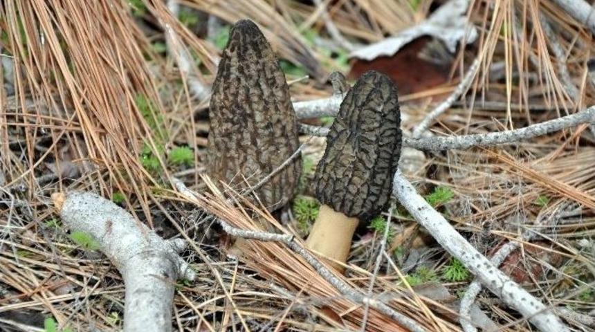 Orman K&ouml;yl&uuml;s&uuml; Kuzug&ouml;beği&rsquo;yle G&uuml;ld&uuml;