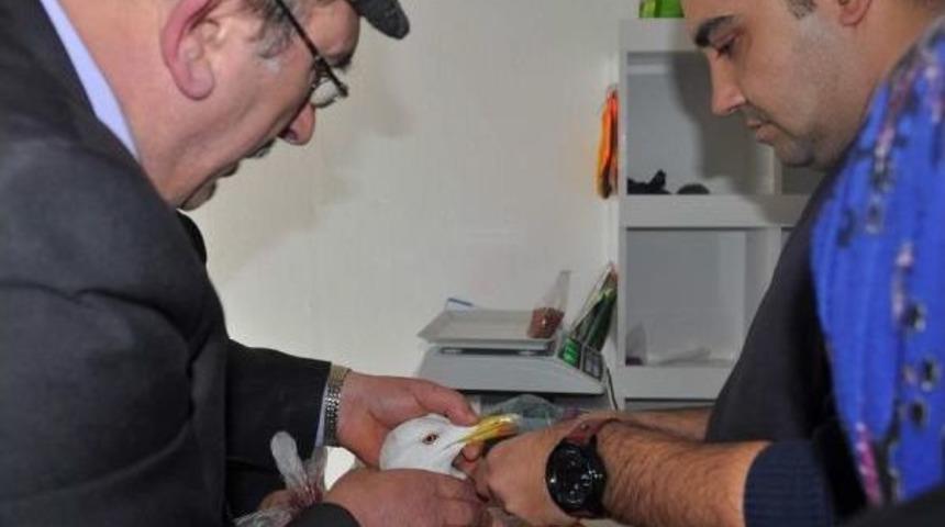 Yaralı Martıya Tedavi