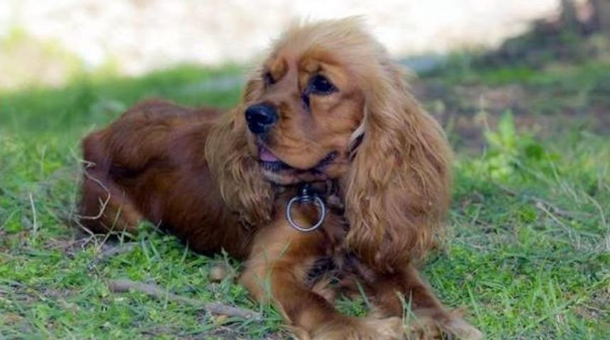 K&ouml;pek 'zilli' &Ccedil;alındı, Yavruları Annesiz Kaldı