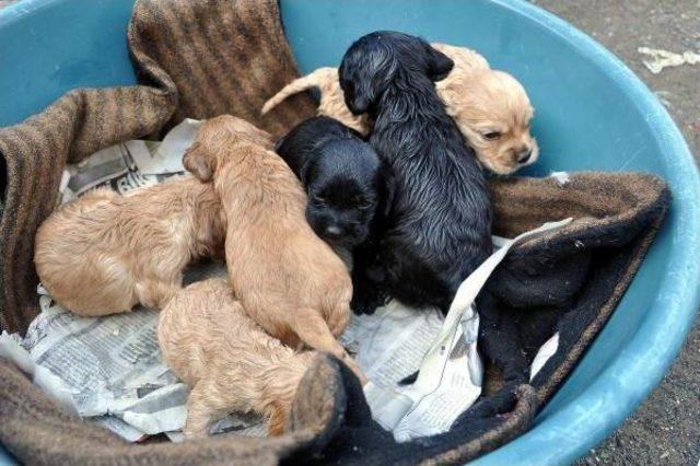 Köpek 'zilli' Çalındı, Yavruları Annesiz Kaldı