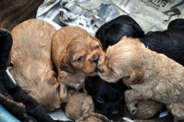 Köpek 'zilli' Çalındı, Yavruları Annesiz Kaldı