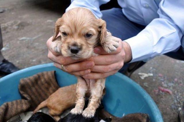 Köpek 'zilli' Çalındı, Yavruları Annesiz Kaldı