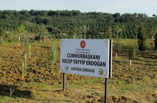 Cumhurbaşkanı Erdoğan Adına Hatıra Ormanı 1
