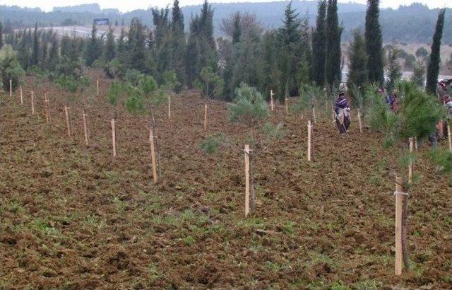 Cumhurbaşkanı Erdoğan Adına Hatıra Ormanı 2