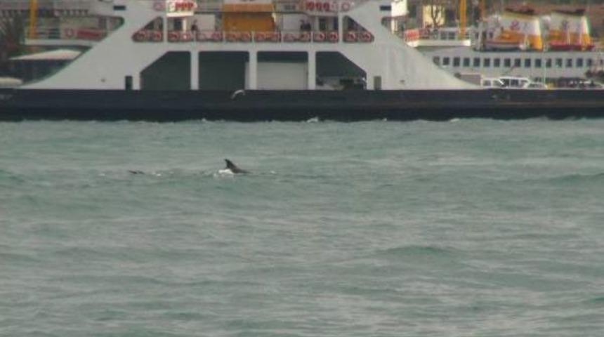 Hali&ccedil; Kıyılarında Yunus S&uuml;rprizi