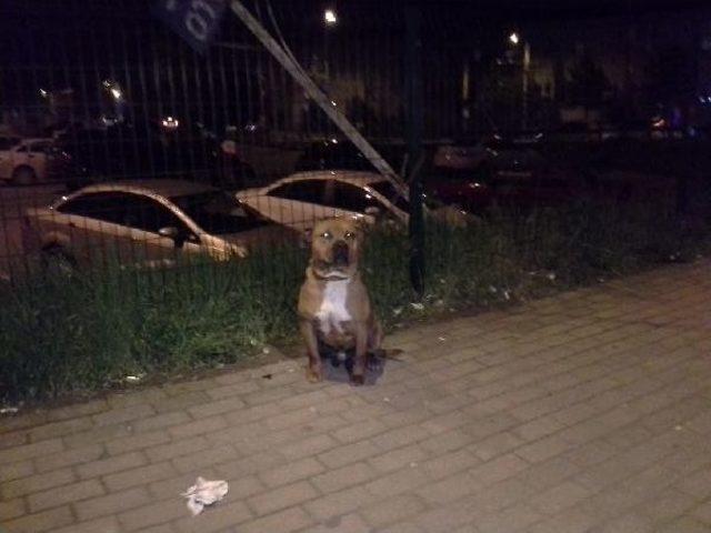 Bursa da Pitbull Dehşeti 3