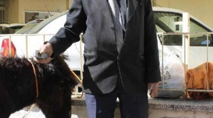 Bağımsız Milletvekili Adaylı Eşekle Dolaşıp Oy Istiyor