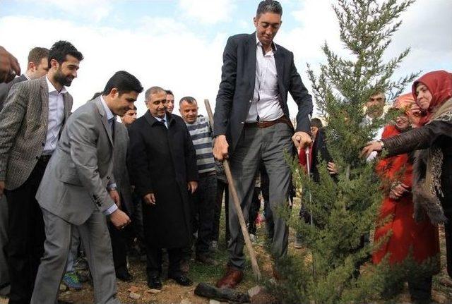 Yeşilli’de Ağaç Dikme Kampanyası