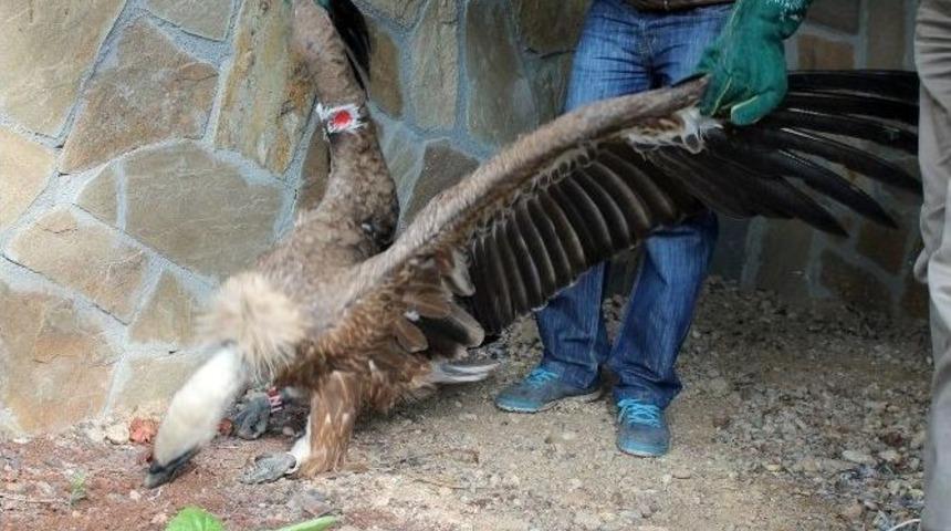 İsrail&rsquo;de Doğan Kızıl Akbabaya T&uuml;rkiye&rsquo;de Tedavi