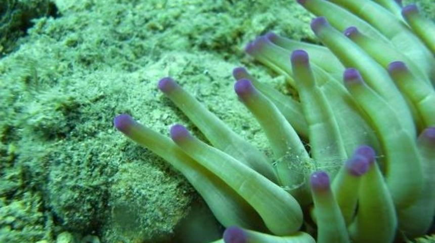 İzmir K&ouml;rfezi Hayata D&ouml;nd&uuml;