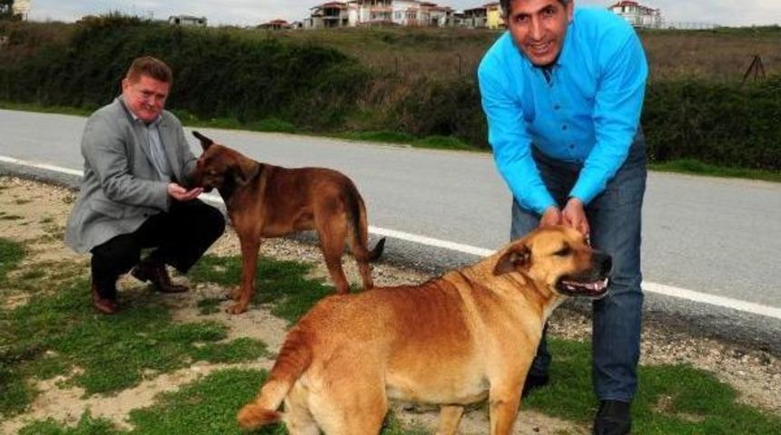 Veteriner Hekimleri Odası: Sokak Hayvanlarını Beslerken Dikkat Edin