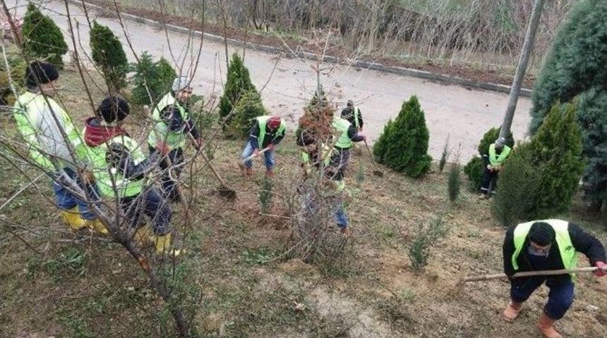 Diovası&rsquo;nda Ağa&ccedil;landırma &Ccedil;alışmaları Başladı