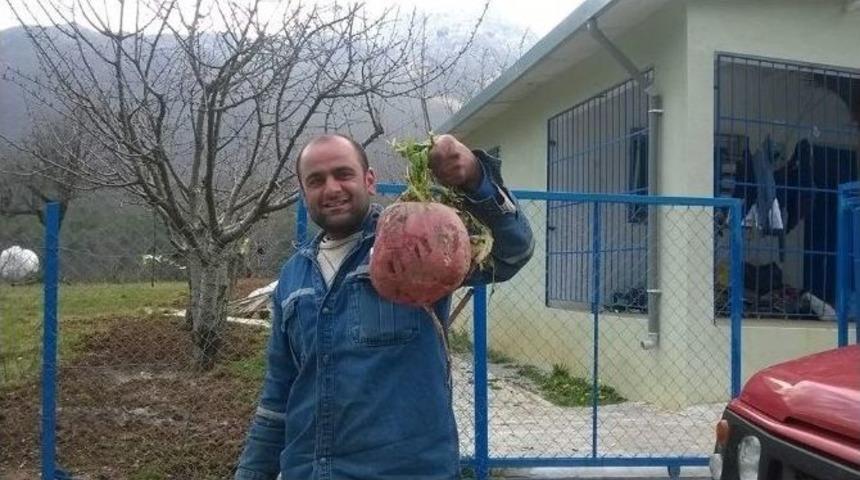 Bu Turp 3 Kilo 250 Gram