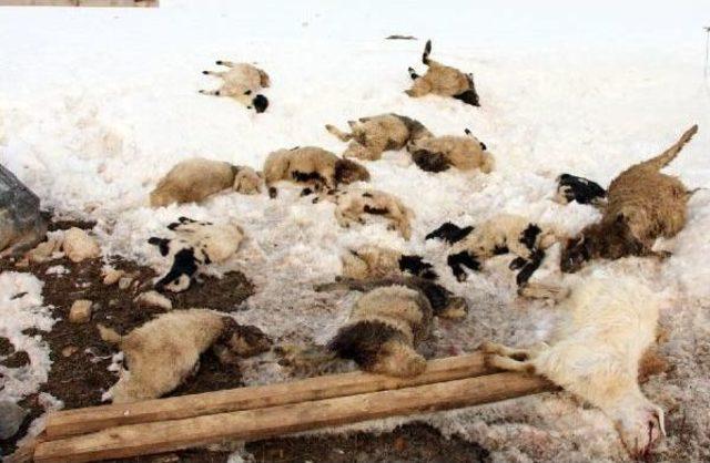 &Ccedil;&ouml;ken Ağıldaki 60 K&uuml;&ccedil;&uuml;kbaş Hayvan Telef Oldu 1