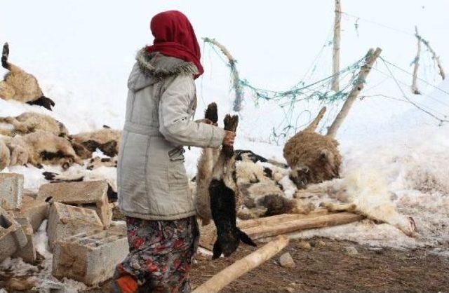 &Ccedil;&ouml;ken Ağıldaki 60 K&uuml;&ccedil;&uuml;kbaş Hayvan Telef Oldu 2