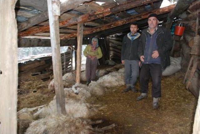 Çorum'da Koyun Ve Kuzular Telef Oldu