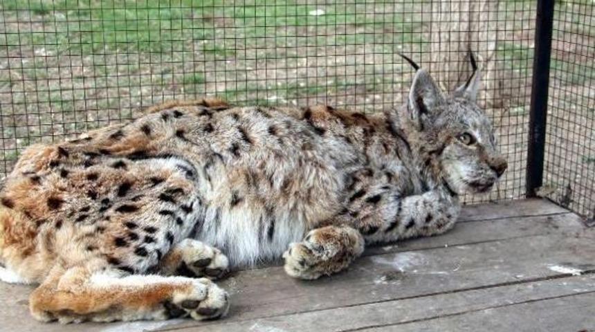 Yaralı Vaşak I&ccedil;in Seferberlik